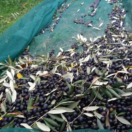 Bigotti Frühstückspension Fano